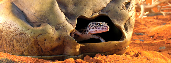 Exo-Terra Gecko Cave