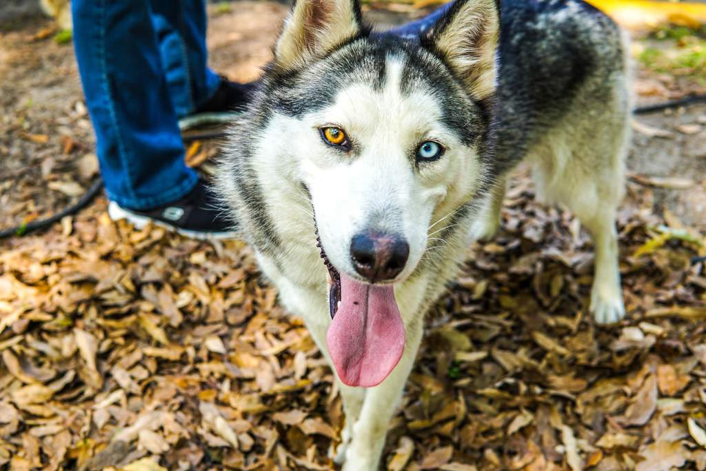 Heterocromia husky
